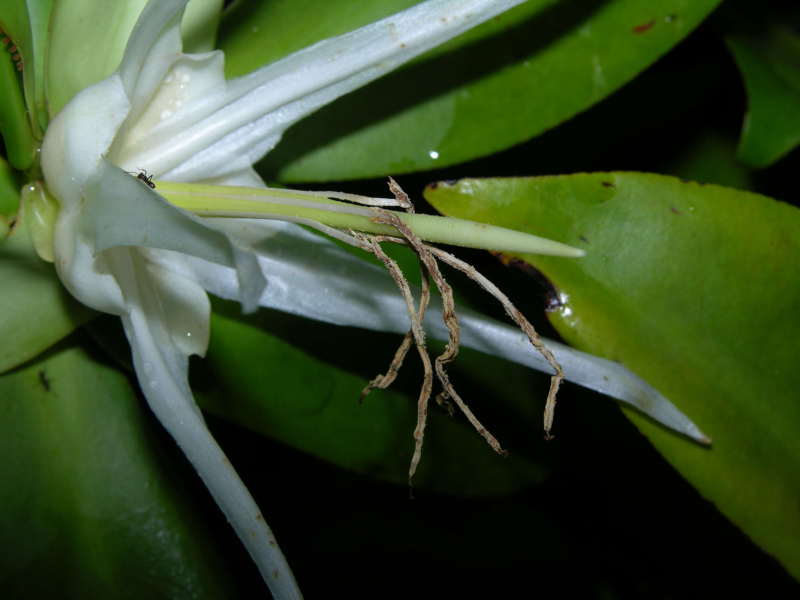 Pelliciera rhizophorae flowers